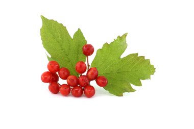 Guelder Rose veya Viburnum Opulus beyaz arka planda izole edilmiş böğürtlen ve yapraklar eker