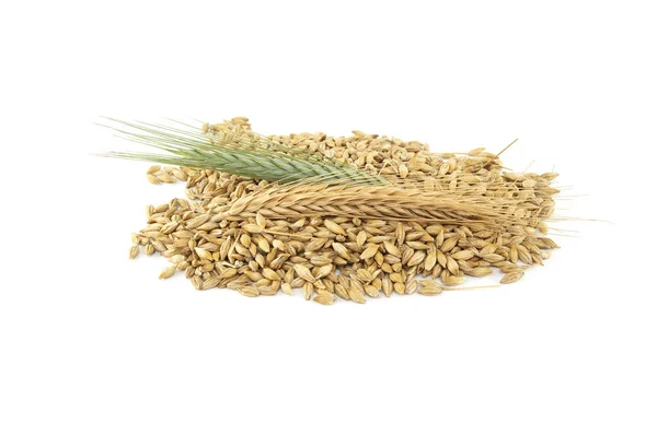 Barley Seeds Outer Husk Barley Ears Isolated White Background New — Stock Photo, Image