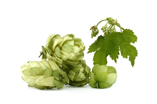 Hop Cones Hop Flowers Fresh Green Branch Leaf Isolated White — Stock fotografie