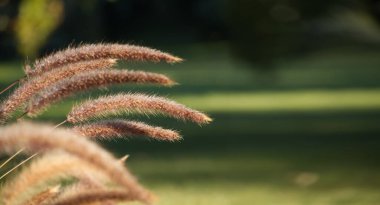 Altın saatin ışığıyla vurgulanan mor süslemeli otlar arka plan olarak yeşil otlara karşı, metin için geniş pankart boyutunda