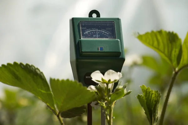 stock image Soil moisture, light intensity and PH testing meter among the blooming strawberry plants