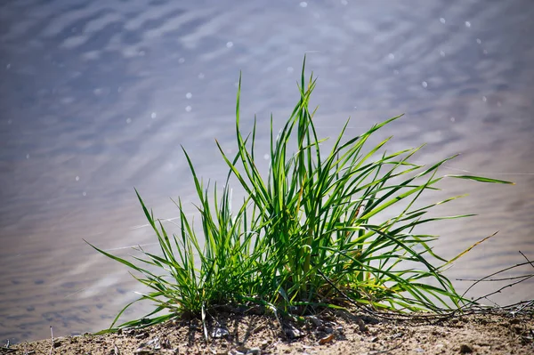 Taze yeşil çimenlerin yaprakları alçak açılı, seçici odaklı.