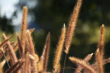 Arkaplan olarak yeşil otlara karşı altın saatin ışığıyla vurgulanmış mor süslemeli otlar.