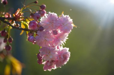 Çiçek açan sakura çiçekleri ve güneş ışığıyla güzel bir doğa sahnesi. Ücretsiz kopyalama alanı olan bahar çiçeği arkaplanı