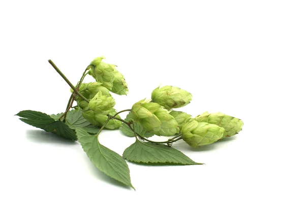 Zweig Grüner Hopfen Isoliert Auf Weißem Hintergrund Bestandteil Der Bierproduktion — Stockfoto