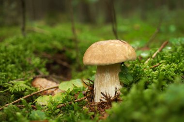 Vahşi Cep mantarı ormandaki yemyeşil yosunlarda yetişiyor. Düşük açılı. Boletus edulis, Cep, Porcino veya Penny-bun Bolete olarak bilinir.