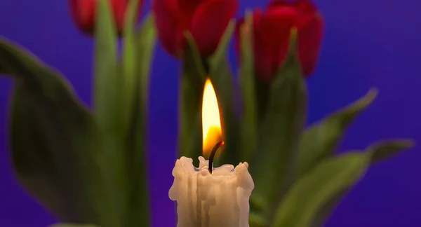Plamen Svíčky Červené Tulipány Osvětlené Svícnem Tmavomodrém Pozadí — Stock fotografie