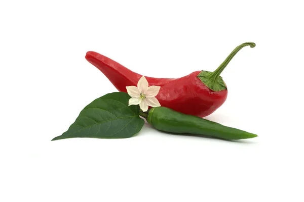 Two Red Green Chili Peppers Flower Placed Them Adding Touch — Stock Photo, Image