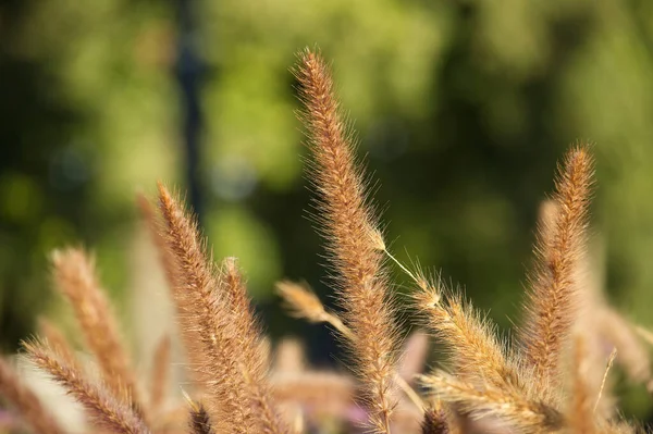 Pennisetum, mor süslemeli otlar altın saatin ışığıyla vurgulanan yeşil bir arka plan