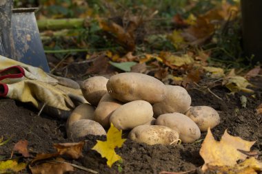 Yeni kazılmış ya da biçilmiş patates ve organik bir aile tarlasında kürek düşük açılı gıda yetiştirme kavramı.