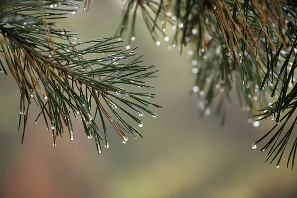 stock image Pine tree branch in a natural outdoor setting with droplets of water glistening in the sun