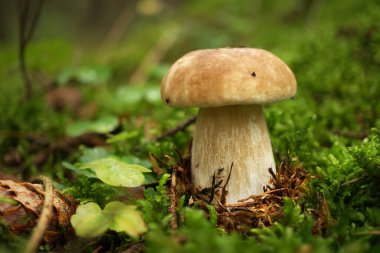 Vahşi Cep mantarı ormandaki yemyeşil yosunlarda yetişiyor. Düşük açılı. Boletus edulis, Cep, Porcino veya Penny-bun Bolete olarak bilinir.