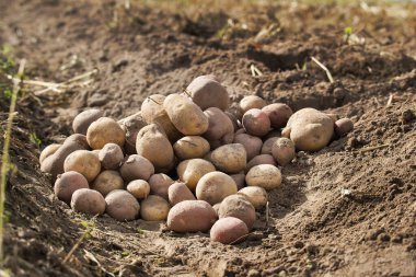 Aile tarlasında yeni toplanmış çok renkli patatesler.