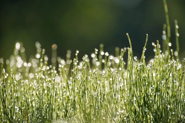Schönheit Der Natur Frühen Morgen Die Leuchtend Grünen Grashalme Werden — Stockfoto