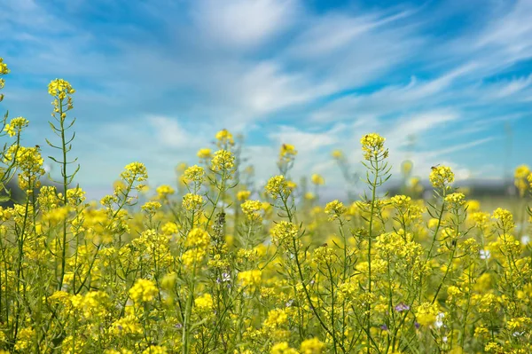 Yellow Field Mustard Canola Plants Flowering Bright Sunlight Blue Sky — Stock Photo, Image
