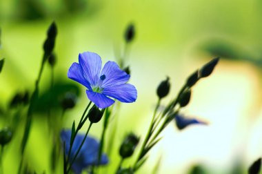 Canlı ve güzel mavi keten çiçeğin yakın plan görüntüsü yemyeşil çimenler ve bitkilerin baskın renkleri yeşil ve beyazdır.