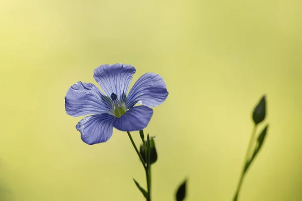 Flor Linho Comum Azul Vibrante Sobre Fundo Borrado Bela Flor — Fotografia de Stock