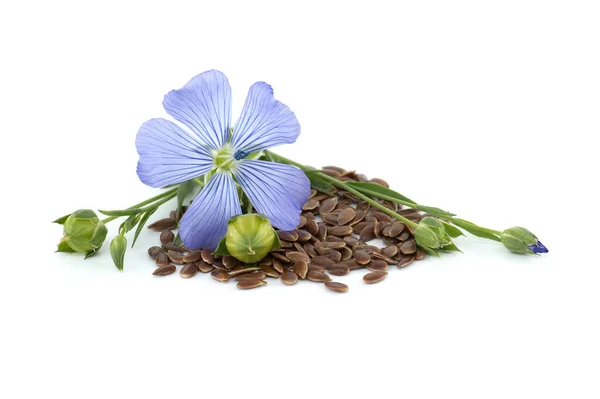 stock image Blue flax blossom and seeds in close up isolated on white background