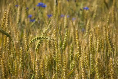 Parlak sarı buğday rüzgarda sallanıyor ve güneş tarlada parlıyor, küçük mavi çiçekler buğdayın arasında büyüyor.
