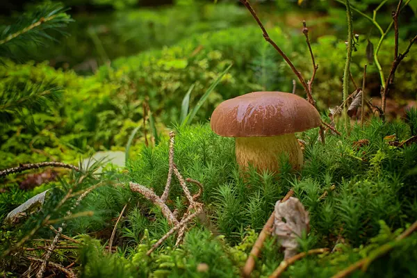 Цап Boletus Mushroom Растущий Пышной Зеленой Грядке Лесу Вид Низким — стоковое фото