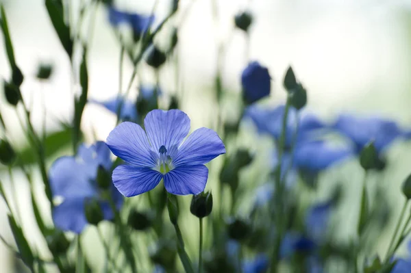 Modrý Lněný Květ Zblízka Přes Rozmazané Pozadí Krásný Modrý Lněný — Stock fotografie