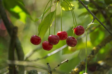 Olgunluğun çeşitli aşamalarında, bir meyve ağacının dalına asılı parlak kırmızı kiraz kümeleri.