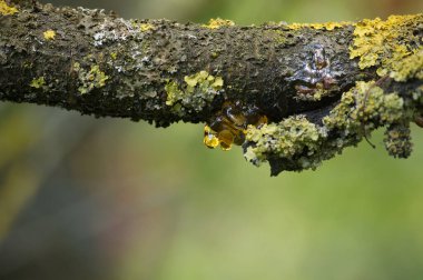 Kiraz ağacı dalından süzülen ve ışıkta parlayan bitki özü, dal çoğunlukla yosunlarla kaplı, muhtemelen kanser hastalığına bakıyor.