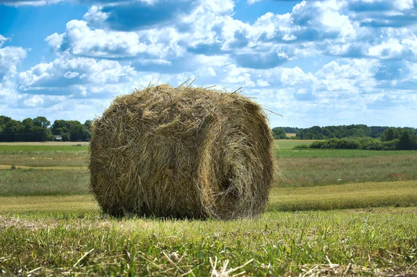 干ばつの明るい青空の前で草の地面を着て座って干し草の大規模なロールは ふわふわの白い雲でいっぱい 干し草は収穫して飼料として使用する準備ができています — ストック写真