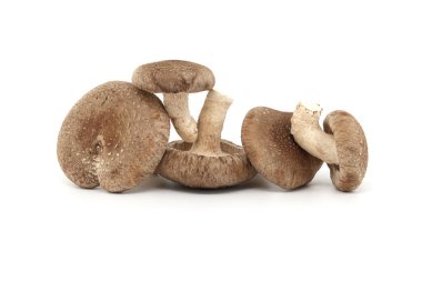 Fresh shiitake mushrooms isolated on white background. Lentinula edodes - medicinal herbs and fungi