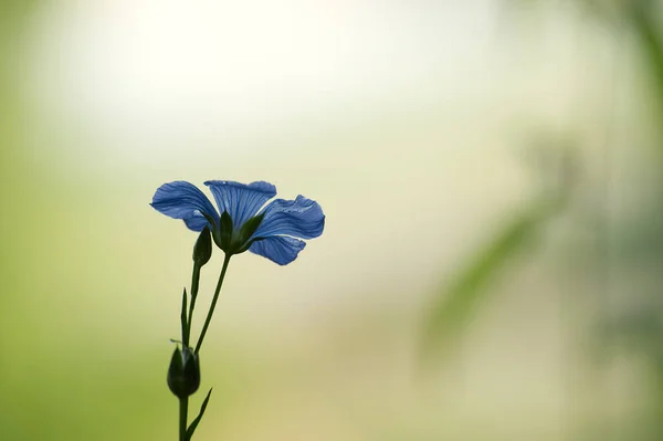 Modrý Lněný Květ Zblízka Nad Rozmazaným Pozadím Krásný Modrý Lněný — Stock fotografie
