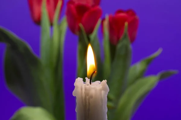 在紫色背景下燃烧蜡烛和红色郁金香 并留有免费的文字复制空间 — 图库照片
