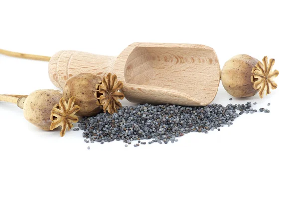 stock image Poppy seed pods and seeds in wooden scoop on white isolated on white background, full depth of field