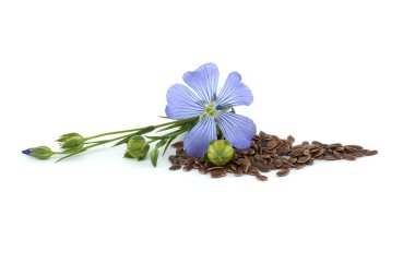 Canlı mavi keten çiçekleri ve tohumlar beyaz arka planda izole edilmiş.