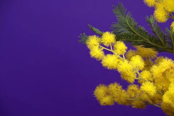 아카시아 디스커버리 Acacia Dealbata 은색와 Silver Wattle Mimosa 것이다 미모사 — 스톡 사진