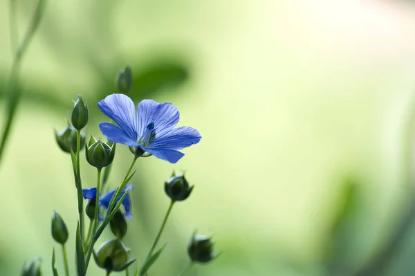 Flowering Flax Plant Blurred Background Beautiful Blue Flax Flower Selective Stock Picture