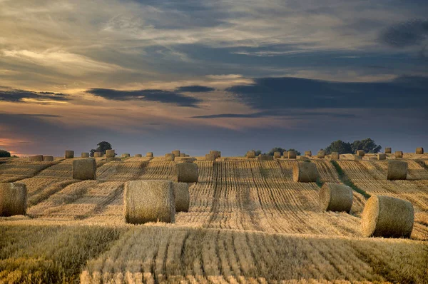 Large Outdoor Field Filled Bales Hay Stacked Neat Rows Sun — Stock Photo, Image