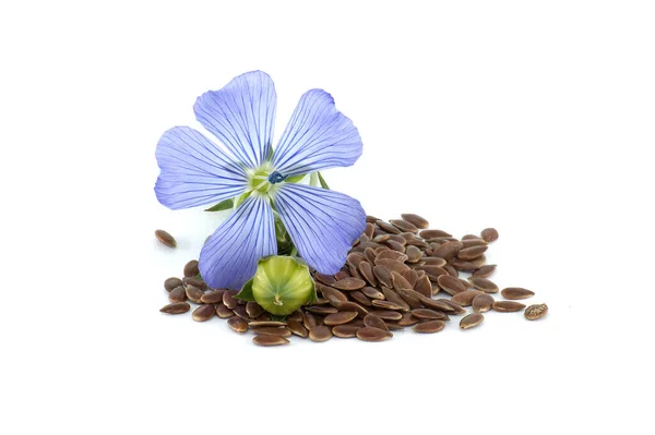 Živé Modré Obyčejný Len Květiny Semena Zblízka Izolované Bílém Pozadí Royalty Free Stock Fotografie