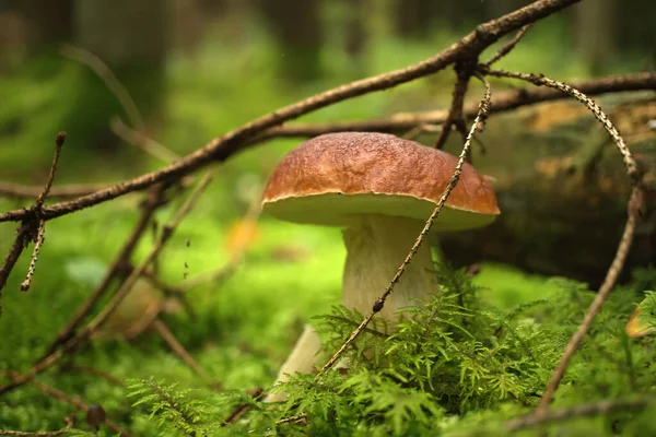 Fungo Selvatico Cep Che Cresce Muschio Verde Lussureggiante Una Foresta — Foto Stock