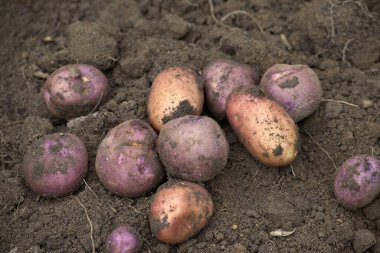 Pile of newly harvested multicolored potatoes in a farm field, concept of food cultivation