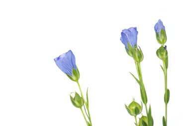 Beyaz arkaplan üzerinde çiçek açan keten çiçeği, seçici odak içinde güzel mavi keten çiçeği ve metin için boş alan