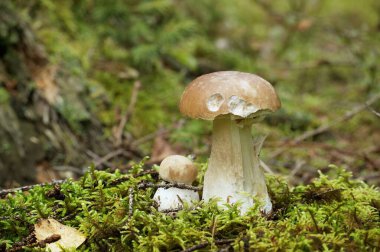 Vahşi Cep veya Boletus Mantarı ormandaki yemyeşil yosunlarda yetişiyor.