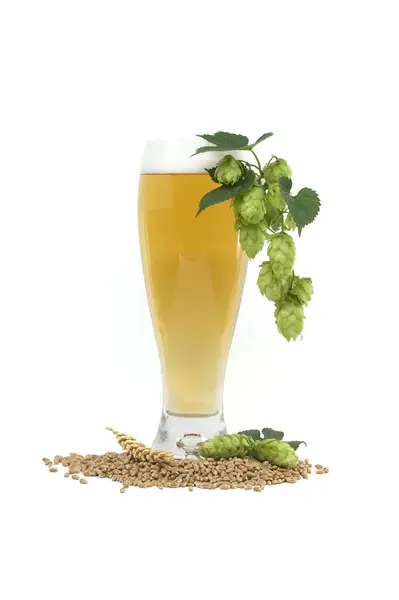 Close Glas Bier Mit Zweig Hopfen Zapfen Und Weizensamen Isoliert — Stockfoto