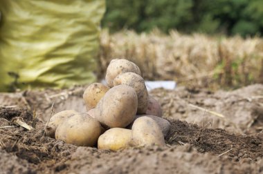 Yeni kazılmış ya da hasat edilmiş patates yığını zengin kahverengi toprağa düşük açılı bir bakış açısıyla gıda ekimi kavramında