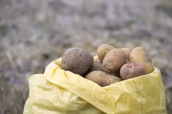 Φρεσκοσκαμμένες Πατάτες Σακουλάκι Άποψη Χαμηλής Γωνίας Συγκομιδή Και Καλλιέργεια Τροφίμων — Φωτογραφία Αρχείου