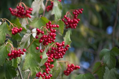 Canlı kırmızı Viburnum opulus demeti veya yeşil yaprakların canlı renkleriyle çevrili bir ağacın dalında guelder gülü.
