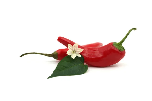 Grünes Blatt Mit Einer Weißen Blume Und Roten Chilischoten Isoliert — Stockfoto