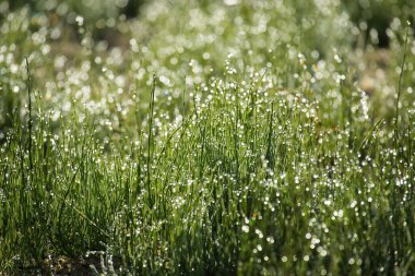 Sabahın erken saatlerinde doğanın güzelliği, canlı yeşil çimen yaprakları parlak sabah güneşi tarafından aydınlatılır ve çiy damlacıkları bıçaklarda parlar, ferahlatıcı bir bakış ve his verir.