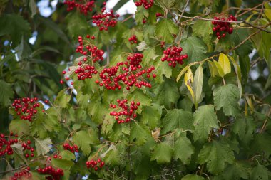 Canlı kırmızı Viburnum opulus demeti veya yeşil yaprakların canlı renkleriyle çevrili bir ağacın dalında guelder gülü.