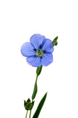 Beyaz arkaplanda izole edilmiş canlı mavi keten çiçeği