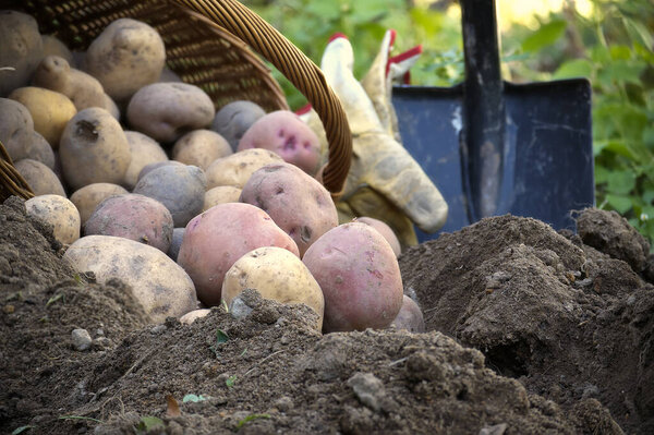 Свежевыкопанный разноцветный картофель, выкопанный из плетеной корзины рядом с лопатой в рыхлой почве